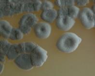 streptomyces streptomyctes